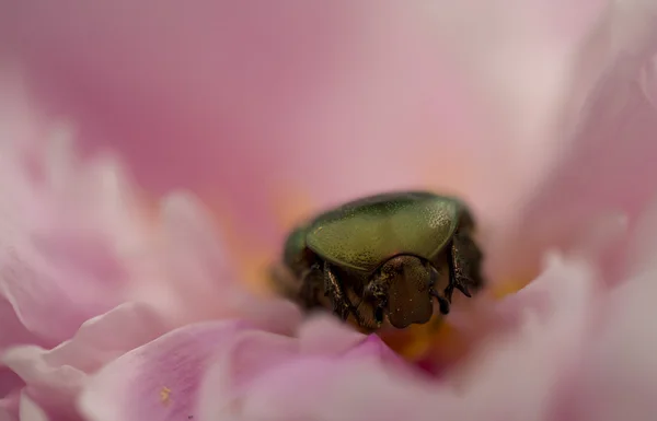 Pembe çiçek içine metalik yeşil böcek — Stok fotoğraf