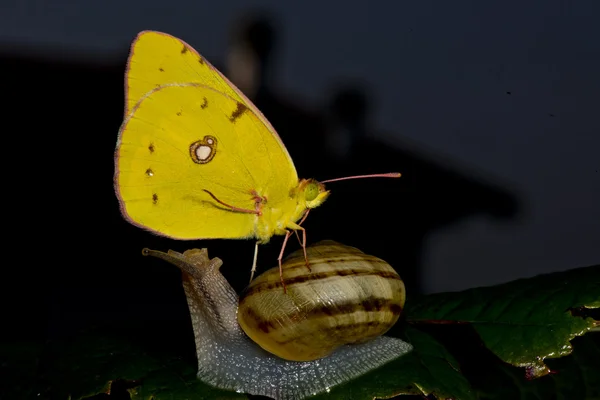 Желтая бабочка приземлилась на улитку — стоковое фото