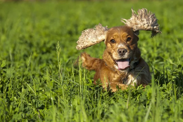 Isolated cocker spaniel running to you in grass background — Stock Photo, Image