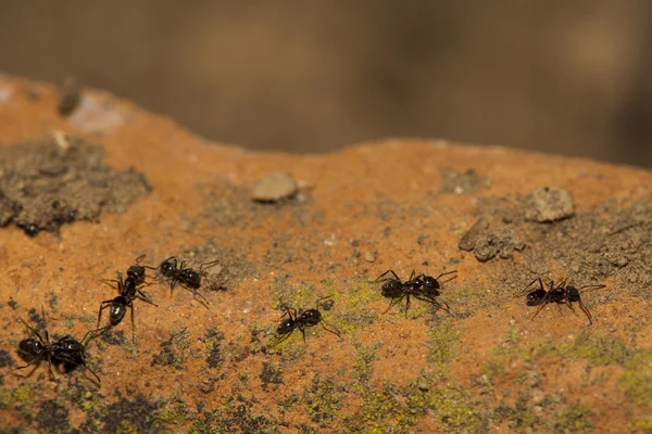 Hormigas negras corriendo sobre fondo naranja —  Fotos de Stock