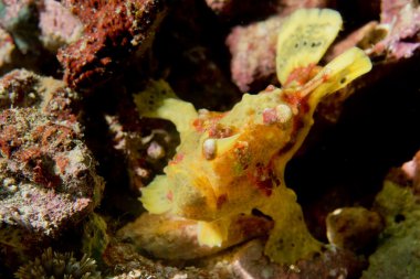 sert mercan makro cebu Filipinler'de bir kurbağa balık