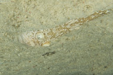 stargazer rahip balık kum Türkiye avcılık