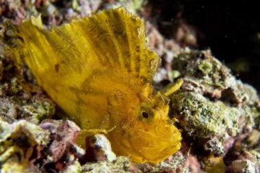 Sarı yaprak balık Cebu, Filipinler