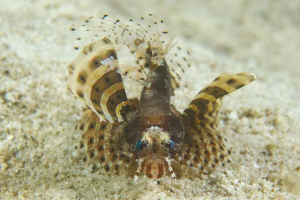 Duivel vis Schorpioen uit Filipijnen — Stockfoto