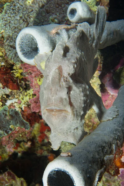 Um peixe de rã na macro coral duro em Cebu Portugal — Fotografia de Stock