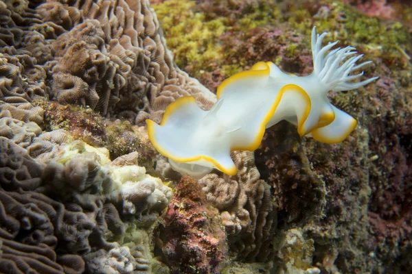 Een kleurrijke Nudibranchia op harde koraal macro in cebu Filippijnen — Stockfoto