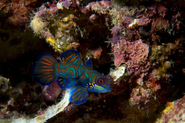 Mandarijn vis op harde koraal achtergrond in Filippijnen — Stockfoto