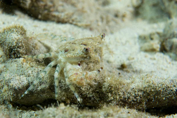 Ein Kugelfisch auf den Philippinen — Stockfoto