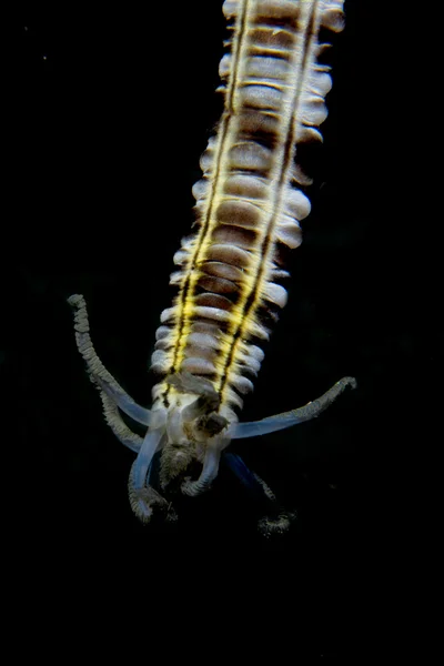 Tentacula σκουλήκι θάλασσα σε μαύρο φόντο στις Φιλιππίνες — Φωτογραφία Αρχείου