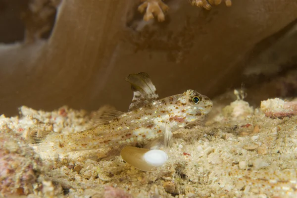 En goby fisk i Filippinerna — Stockfoto