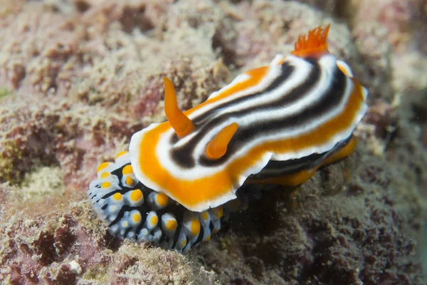 Ένα πολύχρωμο nudibranch στο σκληρό κοράλλι μακροεντολής σε cebu Φιλιππίνες — Φωτογραφία Αρχείου