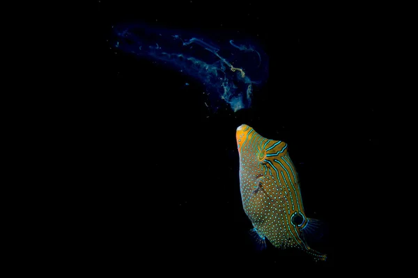 A puffer fish eating plancton on black baground in Philippines — Stock Photo, Image