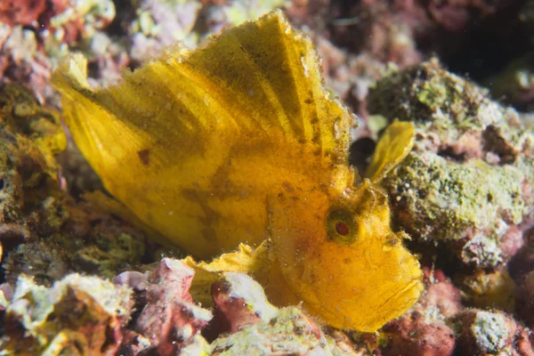 Pesce foglia gialla a Cebu, Filippine — Foto Stock