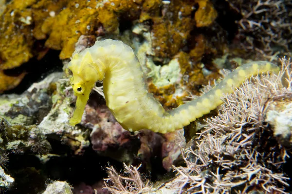 A yellow kuda female sea horse in Philippines — Stock Photo, Image