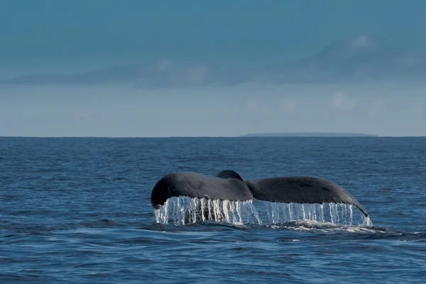 驼背鲸在汤加，波利尼西亚天堂 — 图库照片