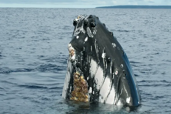 驼背鲸在汤加，波利尼西亚天堂 — 图库照片