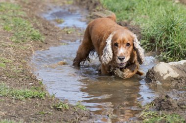 Genç cocker spaniel köpek size oynarken bakıyor