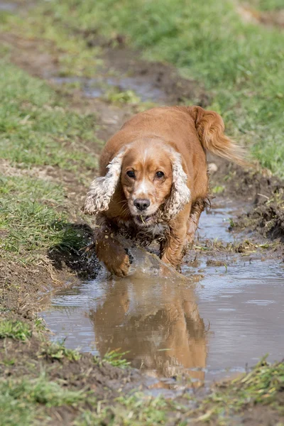 Unga cocker spaniel hund tittar på dig medan du spelar — Stockfoto