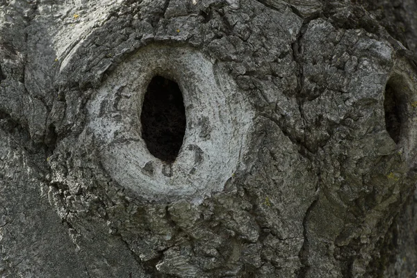 Nido de pájaros carpinteros leñosos en un árbol —  Fotos de Stock