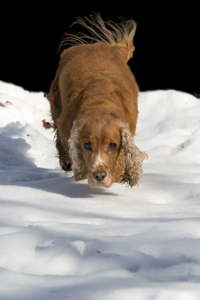 再生しながら見て若いコッカースパニエル犬 — ストック写真