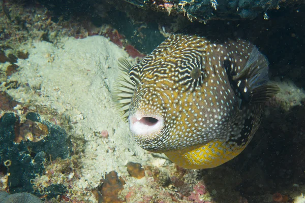 A colorful puffer box fish portrait in Cebu Philippines — Stock Photo, Image