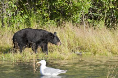 Alaska Rus Nehri 'nde martı arayan bir kara ayı.