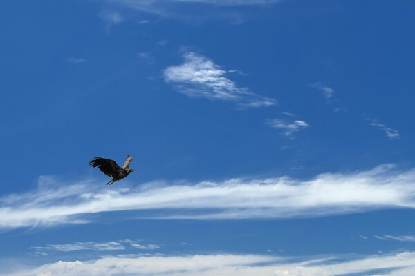 Isolated Eagle flying over blue sky in Alaska near McKinley