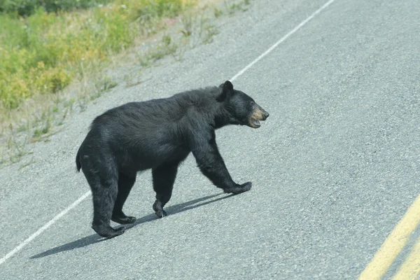 Un orso nero che attraversa la strada in Alaska Britsh Columbia — Foto Stock