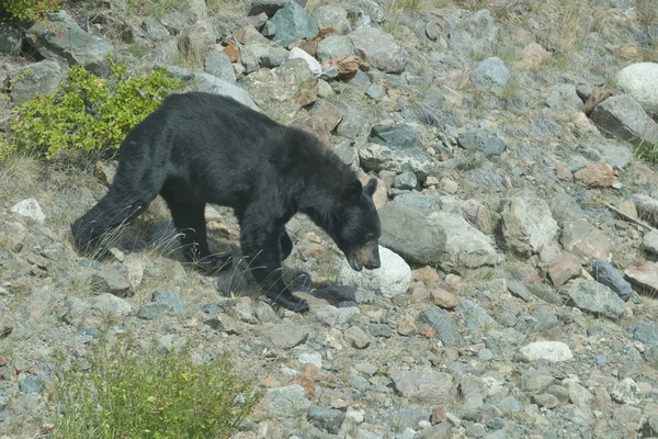 Un oso negro persiguiendo a su presa en Alaska — Foto de Stock