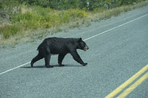 Un orso nero che attraversa la strada in Alaska Britsh Columbia — Foto Stock