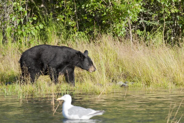 ロシアのアラスカの川でカモメを見ている黒い熊 — ストック写真