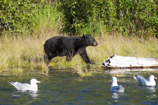 Черный медведь, смотрящий на чайку на русской реке Аляске — стоковое фото