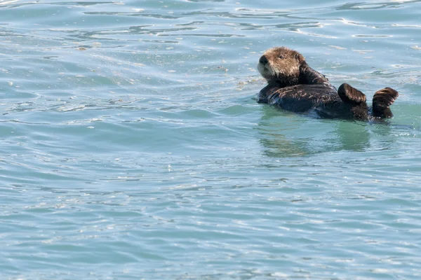 Sea otter simning i prince william sound, alaska — Stockfoto