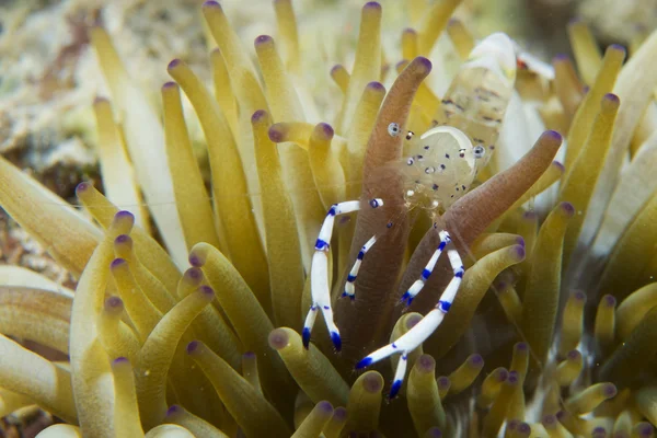 Un gambero trasparente in anemone a Cebu, Filippine — Foto Stock