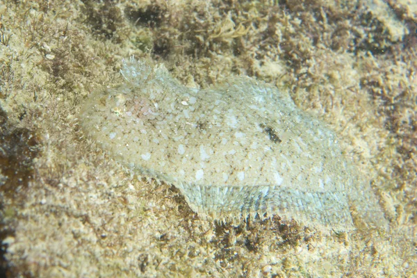 A flat fish while night diving in Cebu, Philippines