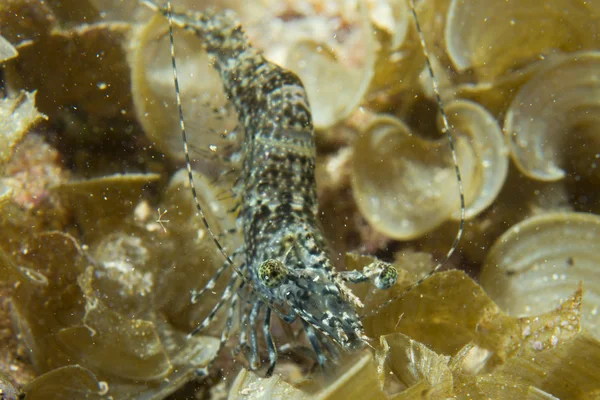 A blue shrimp while night diving in Cebu, Philippines — Stock Photo, Image