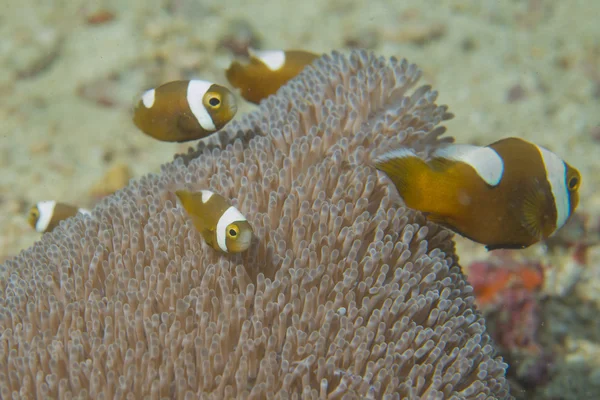 Famiglia di Clown Fish nemo in anemone a Cebu, Filippine — Foto Stock