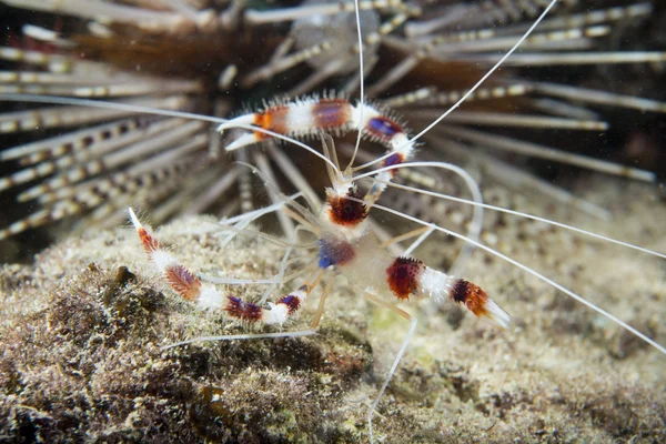 A colorful cleaner shrimp while night diving in Cebu, Philippines — Stock Photo, Image