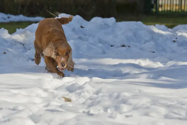 Cocker spaniel hund tittar på dig — Stockfoto