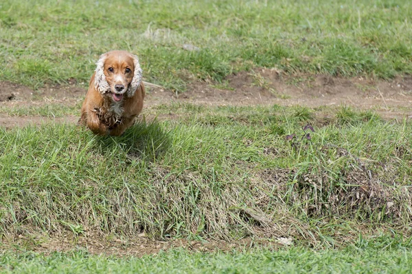 Cocker spaniel cão olhando para você — Fotografia de Stock