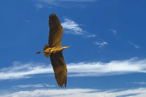 Un héron rouge sur le fond bleu du ciel — Photo