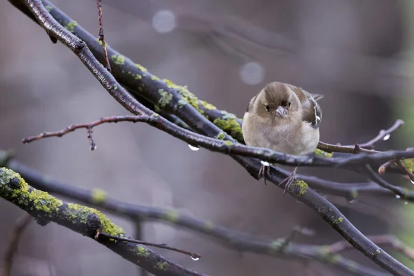 A sparrow on the brown background — Stock Photo, Image