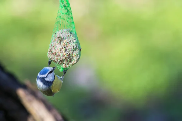 A blue tit while eating on the green background — Stock Photo, Image