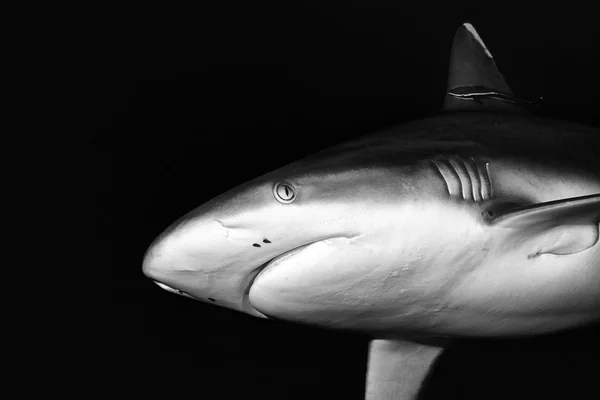 A grey shark underwater close up portrait in black and white — Stock Photo, Image