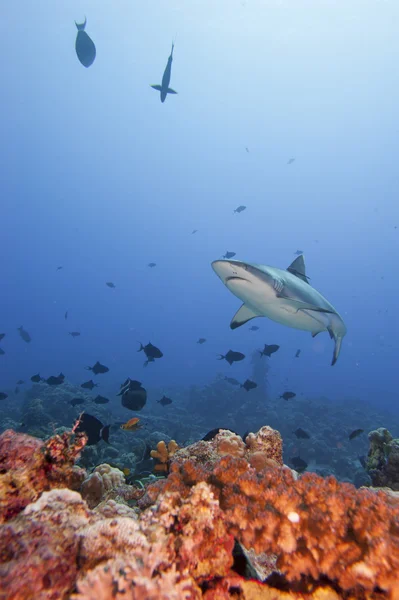 Un requin gris mâchoires prêtes à attaquer sous l'eau gros plan portrait — Photo