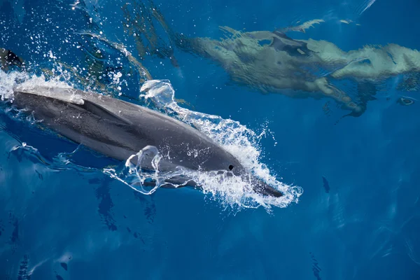 Un delfín aislado saltando en el profundo mar azul — Foto de Stock
