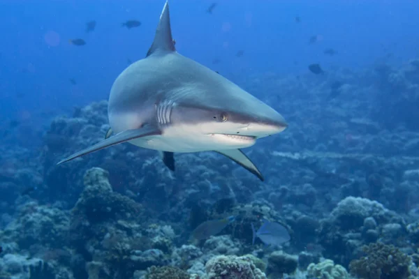 Um tubarão cinzento mandíbulas pronto para atacar debaixo d 'água close up retrato — Fotografia de Stock