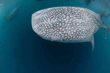 Balina köpekbalığı papua içinde su altında sana bakarken yakın çok