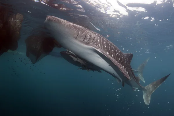 Rekin wielorybi portret pod wodą w papua — Zdjęcie stockowe