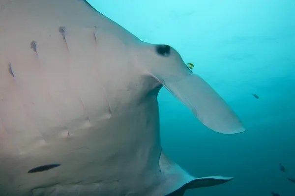 Manta zblízka portrét v raja ampat papua Indonésie — Stock fotografie